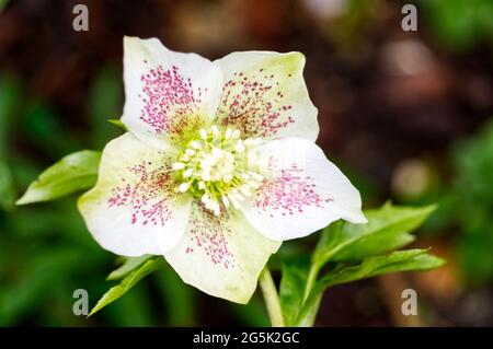 Inverno fioritura bianca orientale ellebore / Helleborus orientalis con macchie rosse gennaio UK Foto Stock