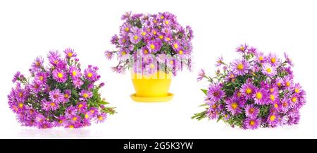 Collezioni di fiori viola autunnali isolati su sfondo bianco Alpine aster Foto Stock