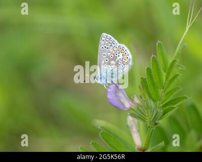 Farfalla blu comune su vetch comune Foto Stock