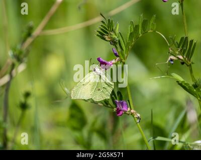 Brimstone Butterfly su Vetch comune Foto Stock