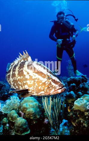 Nassau grouper, fotografo in background, Provo, Turks e Caicos Isole Foto Stock