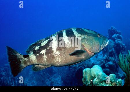 Gruppo di Nassau (Epinephelus striatus) sulla barriera corallina, Provo, Turks e Caicos Isole Foto Stock