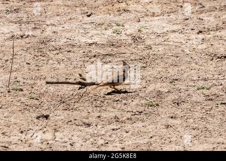 Larice crestato (Galerida cristata) nel Parco Nazionale di Donana, Huelva, Andalusia Spagna Foto Stock
