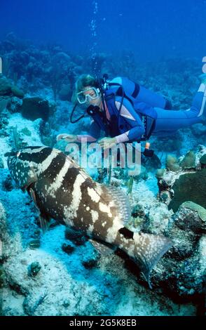 Subacquea femminile e raggruppatore di Nassau (Epinephelus striatus), Provo, Isole Turks e Caicos Foto Stock