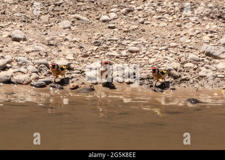 Beva d'oro europea (Carduelis carduelis) che beve in uno stagno a Huelva, Andalusia, Spagna Foto Stock