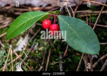 Wintergreen che cresce nei boschi in autunno nel Banning state Park, arenaria, Minnesota USA. Foto Stock