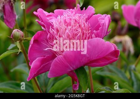 Paeonia lactiflora Kelways Majestic Peony Kelways maestoso fiore rosa di pony Foto Stock