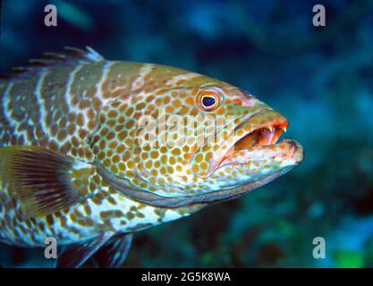 Tiger grouper (Mycteroperca tigris) Roatan, Honduras Foto Stock