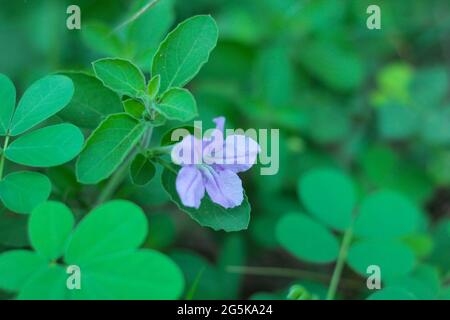 Un primo piano di piccoli fiori viola. Foto Stock