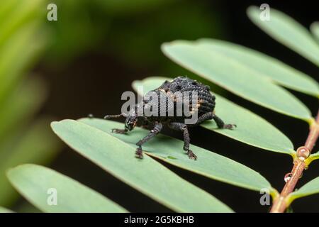 Seme di mango Weevil che cammina su foglie Foto Stock