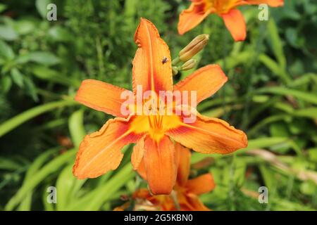 Closeup di fiori di giglio rosso-giallo (hemerocallis fulva) in giardino tedesco in estate Foto Stock