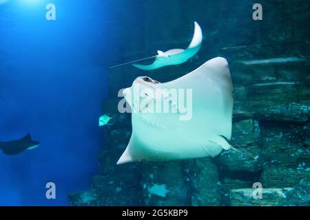 Stingray nuota nelle calde acque tropicali dell'Oceano Indiano Foto Stock