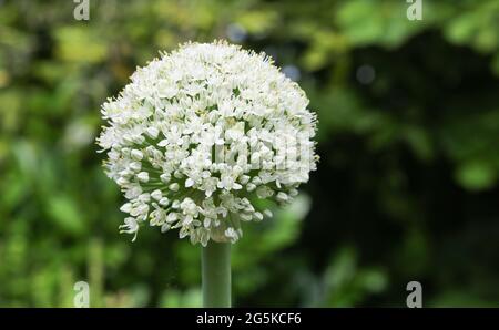closeup di un fiore bianco isolato (allium cepa) di cipolla comune, sfondo giardino tedesco verde offuscato Foto Stock