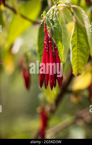Fiori rossi appesi in fiore Foto Stock