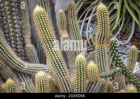 Cactacti "testa di Medusa", Cactaceae (Oreocereus Doelzianus) Foto Stock