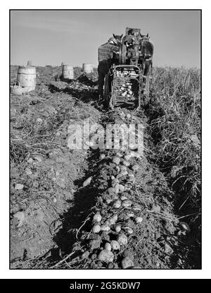 WW2 produzione alimentare di patate da semina nella fattoria di MR. Edison Houston, cliente FSA (Farm Security Administration) e partecipante al programma di sementi di servizio comunitario. Perham, Maine Jack Delano fotografo 1943 ottobre Stati Uniti--Maine--Aroostook County--Perham America Stati Uniti Foto Stock