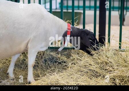 Ritratto di pecore che mangiano fieno alla mostra animale, fiera: Primo piano Foto Stock