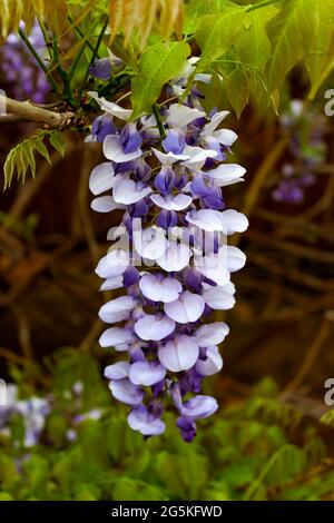 Glicine viola in piena fioritura appesa alle viti dopo la pioggia Foto Stock