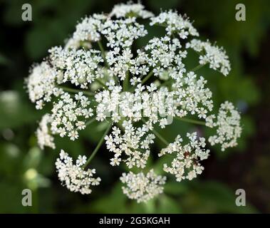 Aegopodium podagraria, comunemente chiamato Ground Elder, conosciuto anche come Bishop's Weed, Goutweed, Gout Wort, English Masterwort e Wild Masterwort Foto Stock