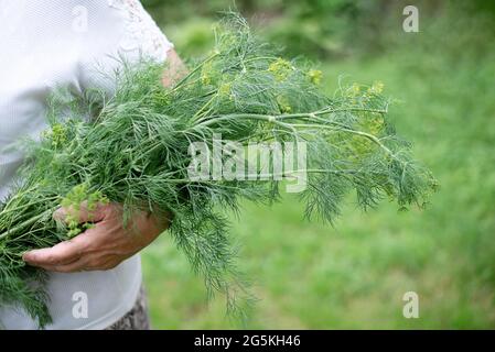 Grande mazzo di aneto nelle mani di una donna anziana in giardino, raccolta nel cortile, primo piano. Foto Stock