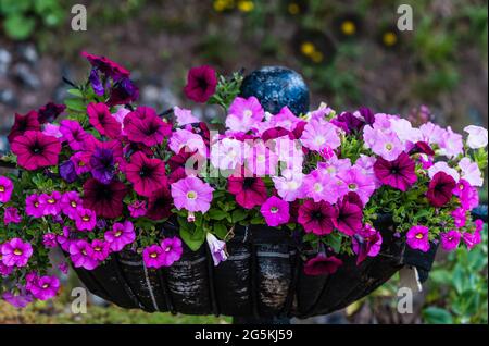 East Budleigh in fiore mostra. Foto Stock