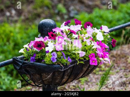 East Budleigh in fiore mostra. Foto Stock