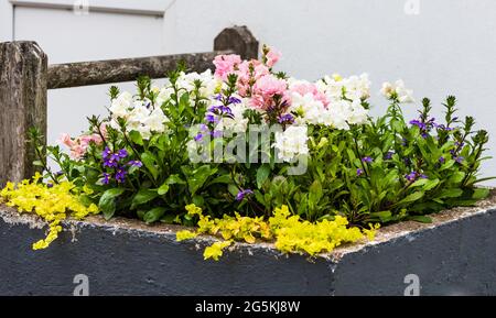 East Budleigh in fiore mostra. Foto Stock