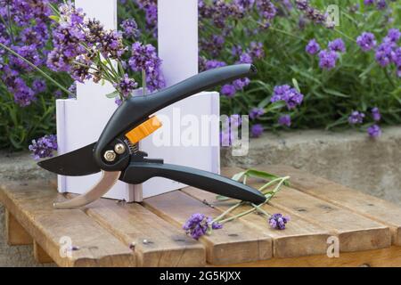 Potatrice da giardino con lavanda in fiore, adatta per la potatura stagionale. Concetto di giardinaggio, paesaggio stagionale, fioreria. Messa a fuoco selettiva Foto Stock