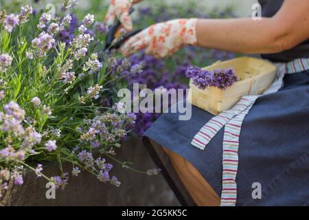 Pikelet maturi di lavanda a foglie strette, pronti per il taglio. Messa a fuoco selettiva. Mani femminili in guanti da giardinaggio che tengono un potatore e potando una lavanda Foto Stock