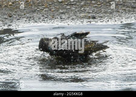 West Bay, Dorset, Regno Unito. 28 giugno 2021. Regno Unito Meteo. Una stella si tuffa in una pozza mentre si lava a West Bay in Dorset in un caldo pomeriggio coperto. Picture Credit: Graham Hunt/Alamy Live News Foto Stock