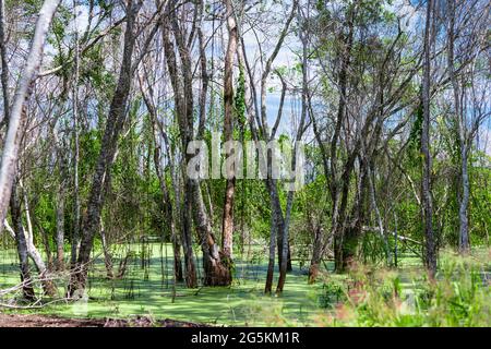 Pianura allagata con tronchi di alberi e piante acquatiche. Paesaggio tipico del Pantanal brasiliano. Foto Stock