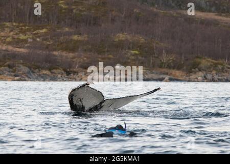 Un uomo che indossa un bagno di snorkeling con una balena vicino a Tromso, Norvegia Foto Stock