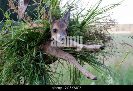 Magdeburgo, Germania. 17 Giugno 2021. Wilko Florstedt dell'associazione Wildtierretter Sachsen-Anhalt porta un fawn da un campo. In precedenza era stato tracciato con un drone dotato di una termocamera. In questo modo, i falci vengono salvati dall'essere uccisi dal rasaerba di grandi macchine agricole. Secondo le sue informazioni, l'associazione Wildtierretter Sachsen-Anhalt ha già salvato 200 fawns da una morte agonizzante quest'anno. Credit: Stefano Nosini/dpa-Zentralbild/ZB/dpa/Alamy Live News Foto Stock