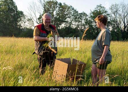 17 giugno 2021, Sassonia-Anhalt, Magdeburgo: Il contadino Andreas Pfanne e Christin Schmidt collocano un fawn in una scatola di prelievo. Insieme agli aiutanti dell'associazione Wildtierretter Sachsen-Anhalt, i due cercano i loro campi per i giovani animali prima di falciare l'erba in modo che non vengano catturati nel rasaerba della macchina agricola. Gli animali vengono tracciati con un drone dotato di una termocamera. L'associazione Wildtierretter Sachsen-Anhalt e.V. afferma di aver già salvato 200 fawns dall'essere uccisi da macchinari agricoli quest'anno. Foto: Stephan Schulz/dpa-Zentralbild/ZB Foto Stock