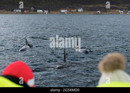 Un gruppo di orche killer (Orcinus orca) visto durante l'avvistamento delle balene vicino a Tromso, Norvegia Foto Stock