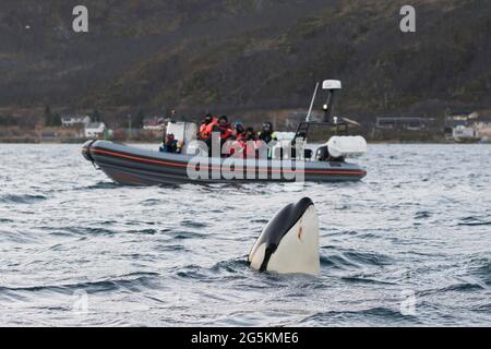 Orcas ha visto la spionaggio in un viaggio di avvistamento delle balene vicino a Tromso, Norvegia Foto Stock