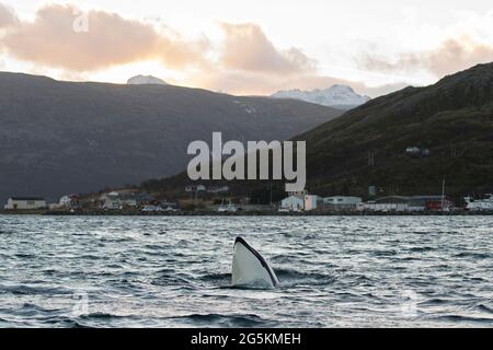 Orcas ha visto la spionaggio in un viaggio di avvistamento delle balene vicino a Tromso, Norvegia Foto Stock