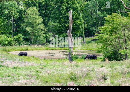 Due tori di angus neri che pascolano accanto ad un laghetto fumoso con alberi alti e un ceppo di alberi morti Foto Stock
