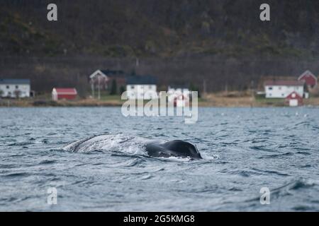 Una megattere vista durante l'avvistamento delle balene vicino a Tromso, Norvegia Foto Stock