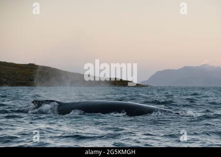 Una megattere vista durante l'avvistamento delle balene vicino a Tromso, Norvegia Foto Stock