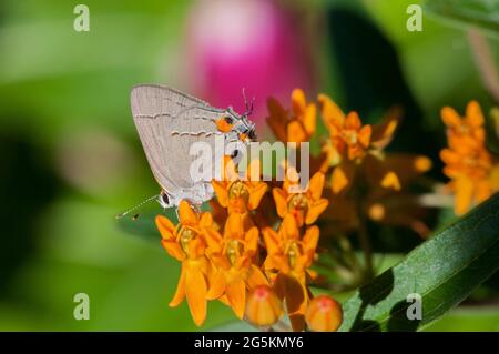 Hairstreak grigio Buterfly su fiore arancione Foto Stock