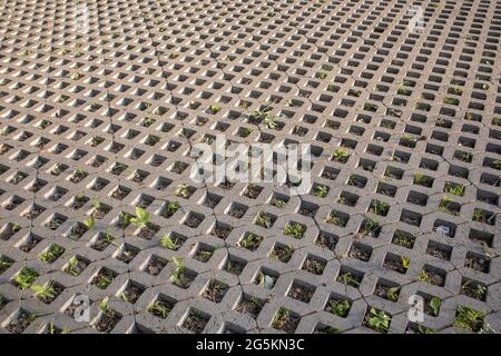 Sfondo da lastre di pavimentazione con erba che germogliano attraverso di loro. Piastrelle di pietra sul marciapiede. Sentiero. Sfondo con motivi a trama. Eco-friendly COV Foto Stock