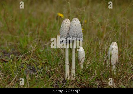 Tappi a inchiostro Shaggy (Coprinus comatus), gruppo di funghi in un prato, Wilden, Nord Reno-Westfalia, Germania, Europa Foto Stock