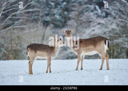 Daino (Dama dama), femmina con giovane su un prato innevato, prigioniero, Baviera, Germania, Europa Foto Stock