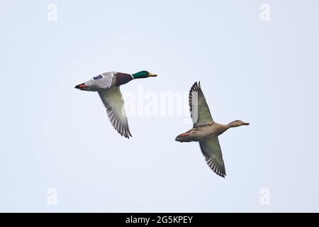 Mallard (Anas platyrhynchos), coppia, volo, Baviera, Germania, Europa Foto Stock