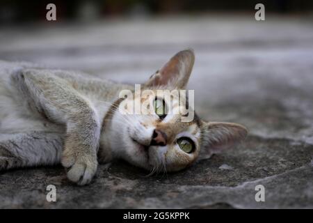 Gatto ha lo sguardo fisso Foto Stock
