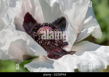 Capsula di semi del papavero turco (Papaver orientale), primo piano, Baviera, Germania, Europa Foto Stock