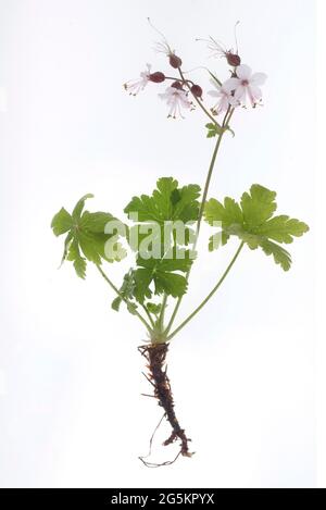 Geranio macrorrhizum (Geranium macrorrhizum) su terreno bianco, studio fotografico, Germania, Europa Foto Stock