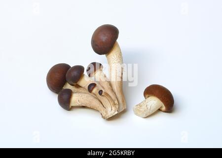 Pioppino, Ackerling Meridionale, funghi commestibili Foto Stock