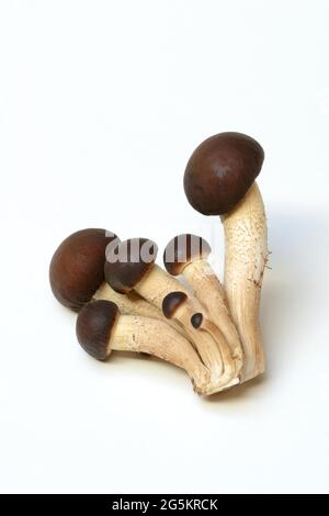 Pioppino, Ackerling Meridionale, funghi commestibili Foto Stock